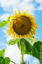 Two bees are sitting on a sunflower on a summer Royalty Free Stock Photo