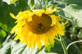 Two bees are sitting on a sunflower on a summer Royalty Free Stock Photo