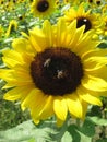 Two bees are sitting on a sunflower Royalty Free Stock Photo