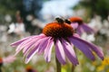 Two bees sitting on violet flower Royalty Free Stock Photo