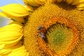 Two bees on sunflower in summer Royalty Free Stock Photo