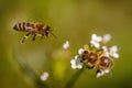 Two bees on a white flower collecting pollen and gathering necta