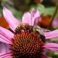 Two bees working on Echinacea flower