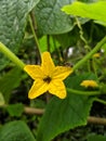 Two bees on the yellow cucumber flower Royalty Free Stock Photo