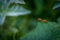 Two Beetle Ladybug Copulate On The Edge Of A Green Leaf, Shallow Depth Of Field Selective Focus Royalty Free Stock Photo