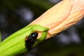 Beetles on flower Royalty Free Stock Photo