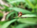 two beetles breeding on a leaf Royalty Free Stock Photo