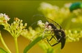 Two bugs on beautiful forest plants in summer. Close up. Royalty Free Stock Photo