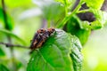 Two beetles of a fireman reproduce in spring on a branch of a Bush of currant Royalty Free Stock Photo