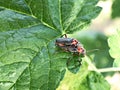 Two beetles on a green leaf in the garden Royalty Free Stock Photo