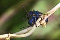 Share alien beetles in mating