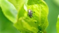 Beetles mating on a leaf Royalty Free Stock Photo