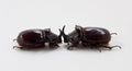 Two beetles of rhinoceros Royalty Free Stock Photo