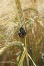 Two beetles on a wheat spike