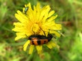 Two beetles on on yellow flower, Beetle - Spanish fly Lytta vesicatoria and  Mylabris quadripunctata, four spot beetle, Meloidae Royalty Free Stock Photo