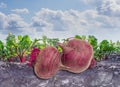 Two beetroots against the background of the vegetables bed Royalty Free Stock Photo