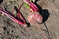 There are two beets on the ground - a large and a small one. Royalty Free Stock Photo