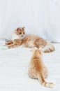 Two beige cats are playing on floor of the room Royalty Free Stock Photo