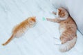 Two beige cats are playing on floor in the room. View from above Royalty Free Stock Photo