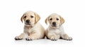Two beige Labrador Retriever Puppies Royalty Free Stock Photo