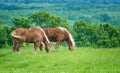 Two Belgian Draft Horses on green Texas spring pasture Royalty Free Stock Photo