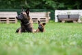 Two belgian malinois dogs in a grass Royalty Free Stock Photo