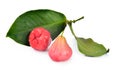 Two Bell-Fruits with leaves Royalty Free Stock Photo
