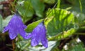 Two bellflowers with drops of dew on green blured background Royalty Free Stock Photo