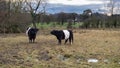 Two Belted Galloway Cattle cows standing in a scottish field at sunset in winter Royalty Free Stock Photo