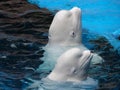 Two beluga whales in the pool