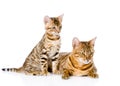 Two bengal cats. mother cat and cub looking away. isolated Royalty Free Stock Photo