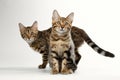 Two Bengal Kitten Sitting, walking on White Background, Curious Stare Royalty Free Stock Photo