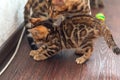 Two bengal kitty cats playing with a toy on the floor at home Royalty Free Stock Photo