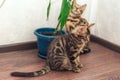 Two bengal kitty cats playing with a toy on the floor at home Royalty Free Stock Photo