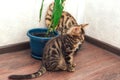 Two bengal kitty cats playing with a toy on the floor at home Royalty Free Stock Photo