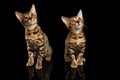 Two Bengal Kittys Looking in Camera on Black Royalty Free Stock Photo