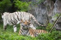 Two Bengal Tiger in forest Royalty Free Stock Photo