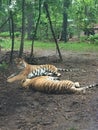 Two Bengal Tigers playing together under a small tree in the forest Royalty Free Stock Photo