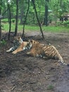 Two Bengal Tigers playing together under a small tree in the forest Royalty Free Stock Photo