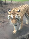 Two Bengal Tigers playing together under a small tree in the forest Royalty Free Stock Photo