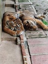 Two Bengal Tigers Sleeping Together Royalty Free Stock Photo