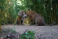 Two Bengal tigers surrounded by green vegetation. Royalty Free Stock Photo