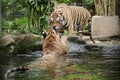 Two bengal tigers were playing by the pool.