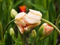 Two bent double tulips touching.