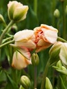 Two bent double tulips touching.