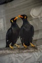 Two Beo nias Gracula robusta perched on branch