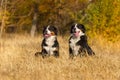 Two bernese dog