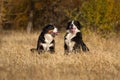 Two bernese dog run