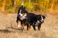 Two bernese dog run