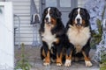 two Bernese Mountain Dogs on background of a blue and white veranda of wooden house